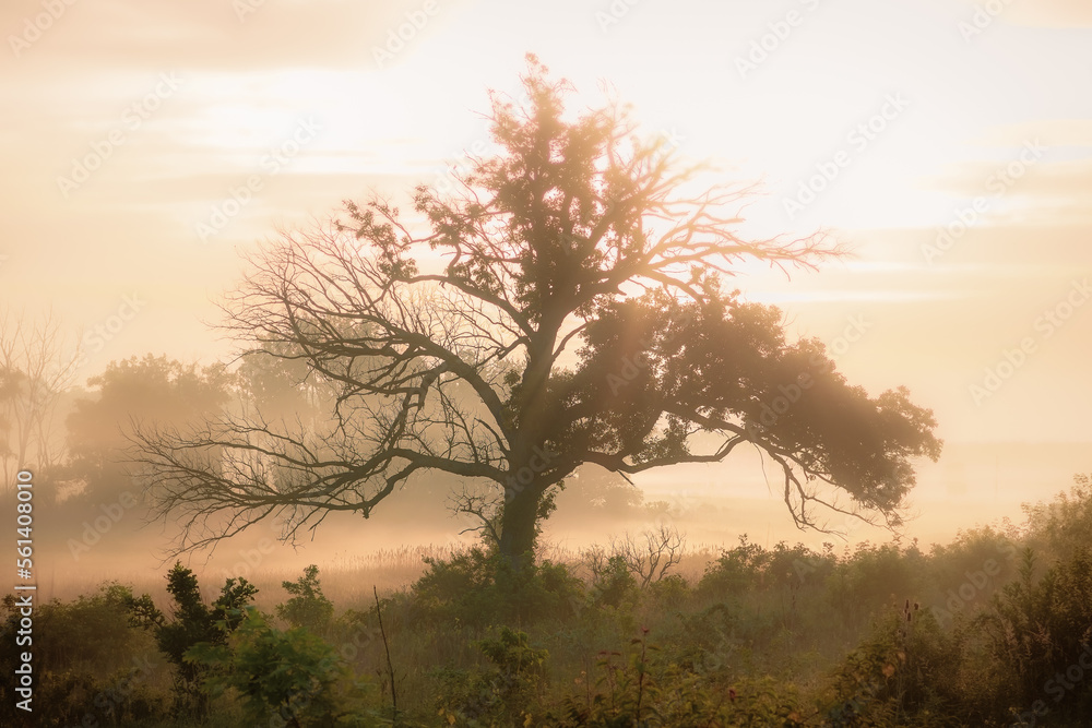 tree in the fog