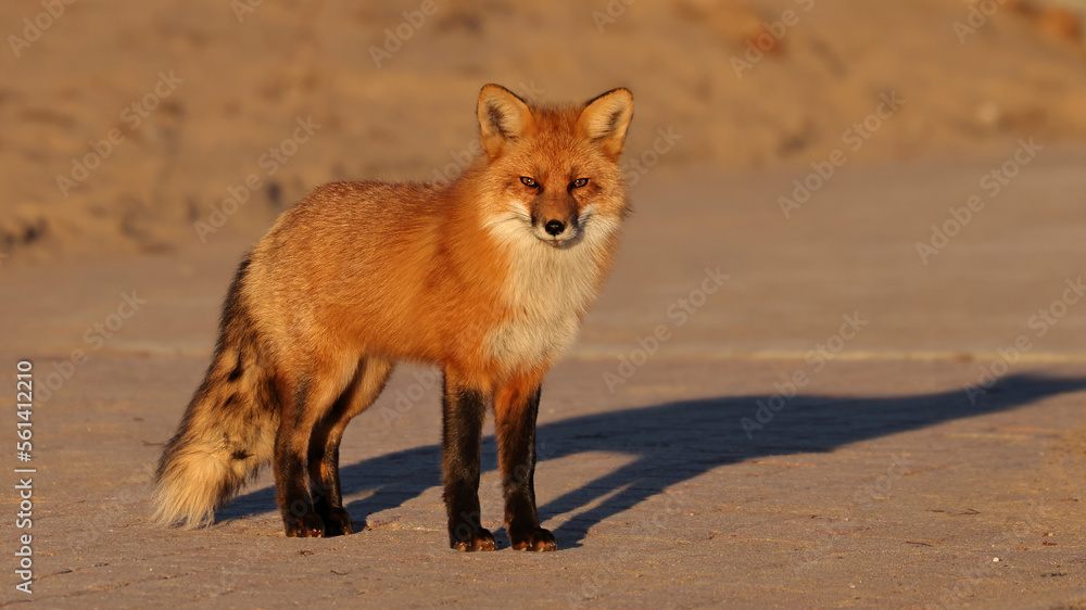 Fototapeta premium Red Fox