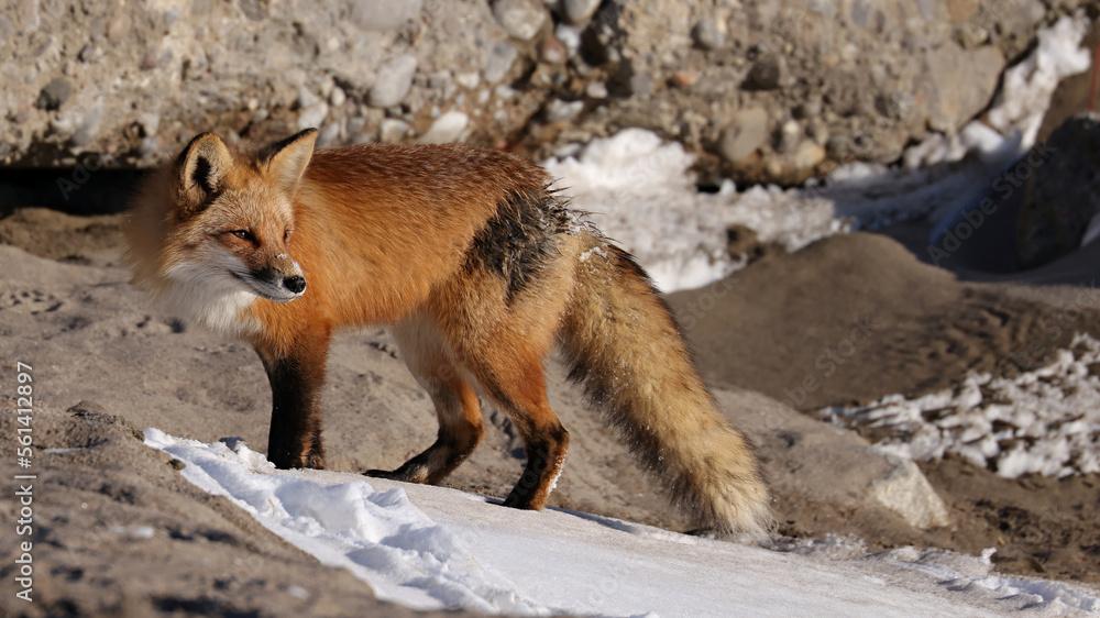 Fototapeta premium Red Fox