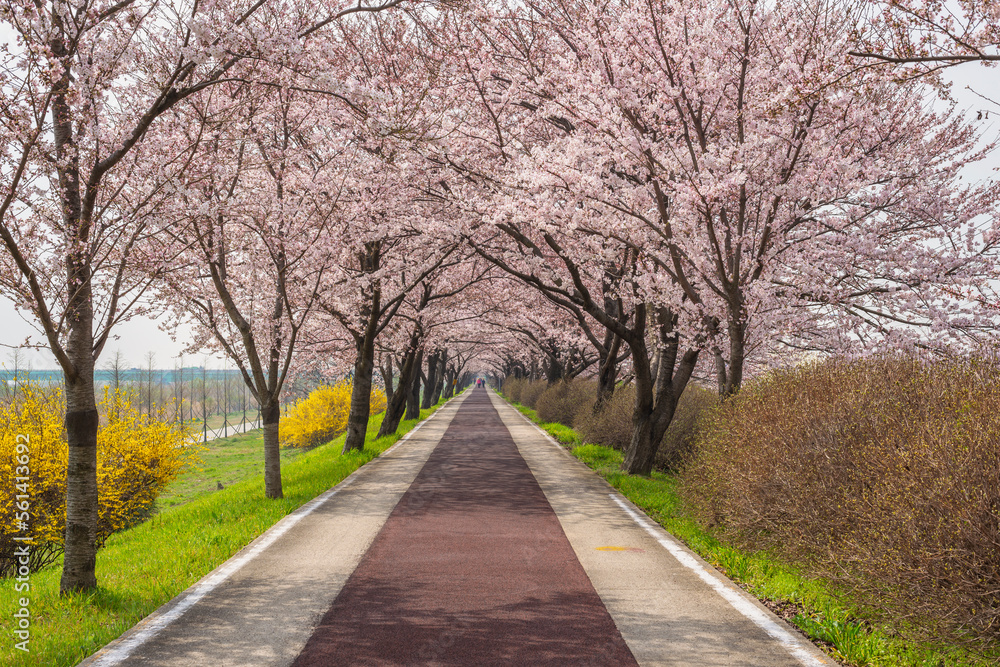 Spring pink cherry blossom tree and walk path at Daejeo Eco Park, Busan South Korea Spring pink cherry blossom tree and walk path at Daejeo Eco Park, Busan South Korea