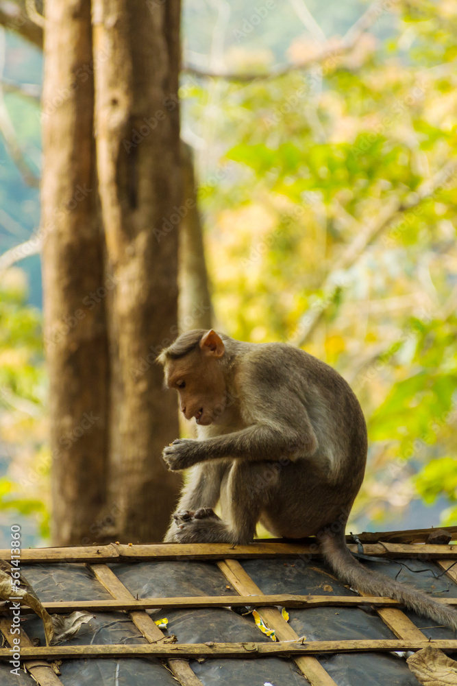 Fototapeta premium Bonnet macaque sitting on the roof