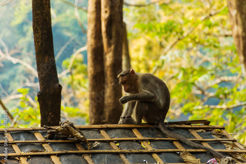 Bonnet macaque sitting on the roof photo