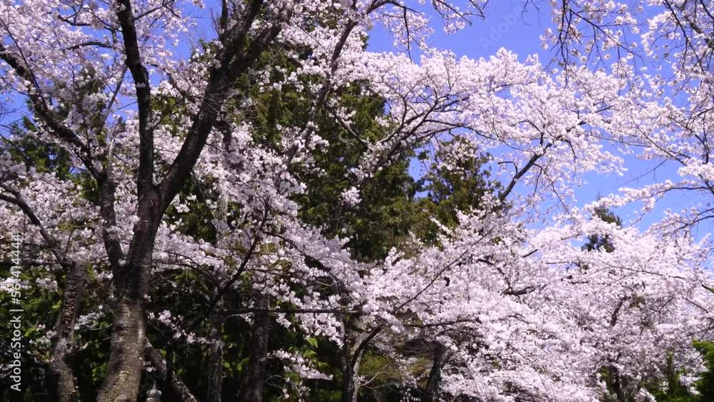 冨士御室浅間神社 桜 富士 冨士御室浅間神社 桜 富士