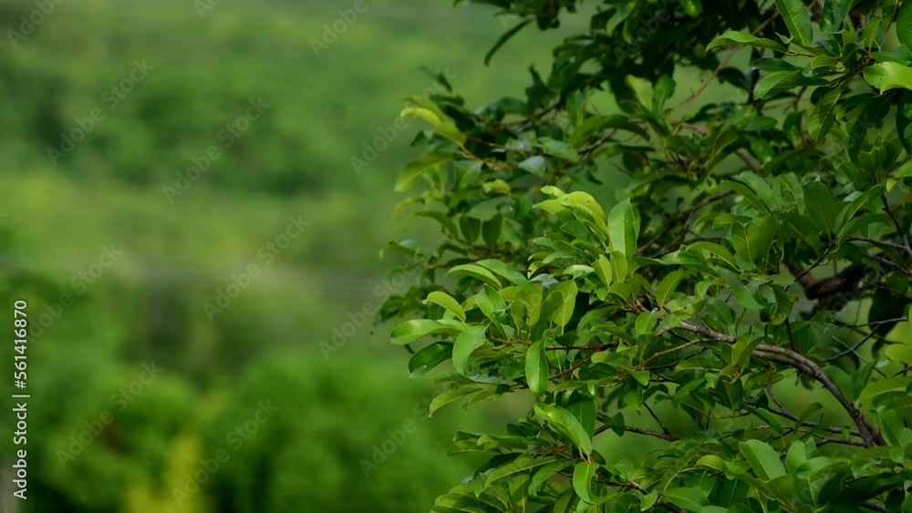 Natural green leaves Looks beautiful and refreshing Natural green leaves Looks beautiful and refreshing