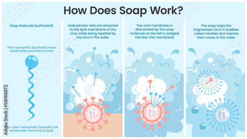 How Soap Works vector illustration infographic photo