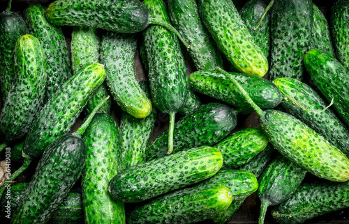 Whole fresh cucumbers.
