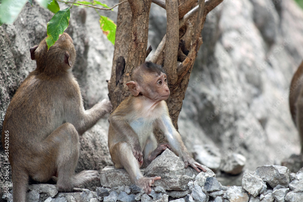 Obraz premium 可愛いサル