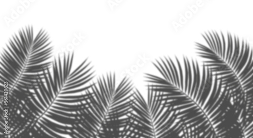 Palm leaves forest blur realistic shadow cut out backgrounds 3d rendering
