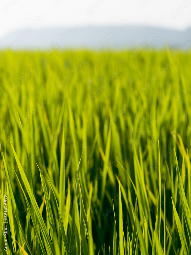 Wide and green paddy field, Taiwan	