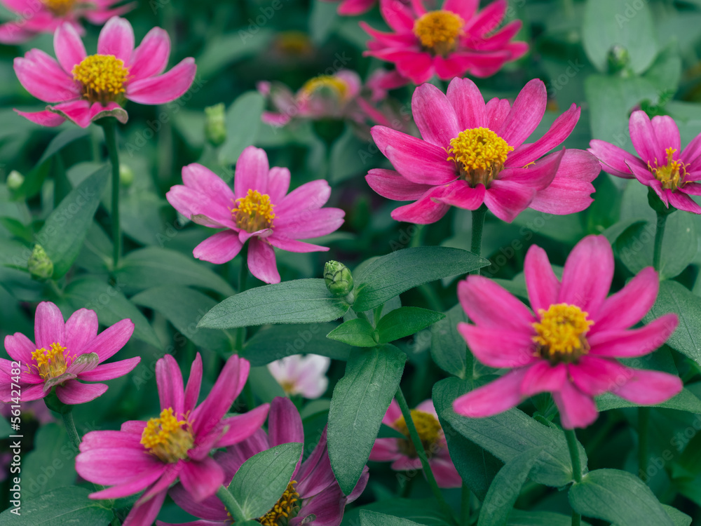 Pink blooming flower and green leaves in The Garden Pink blooming flower and green leaves in The Garden