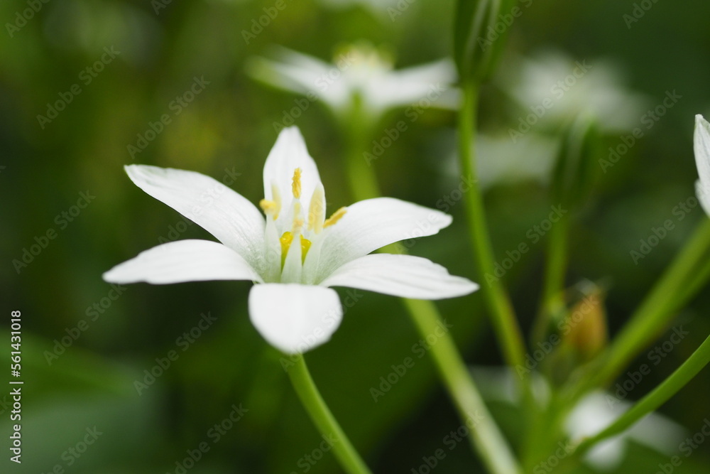 オオアマナの花 オオアマナの花
