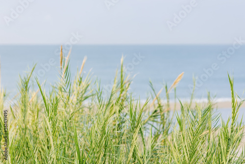 Morning dusty sea background  pale blue lines of calm sea and cloudless sky with light green grass  pastel colors scene