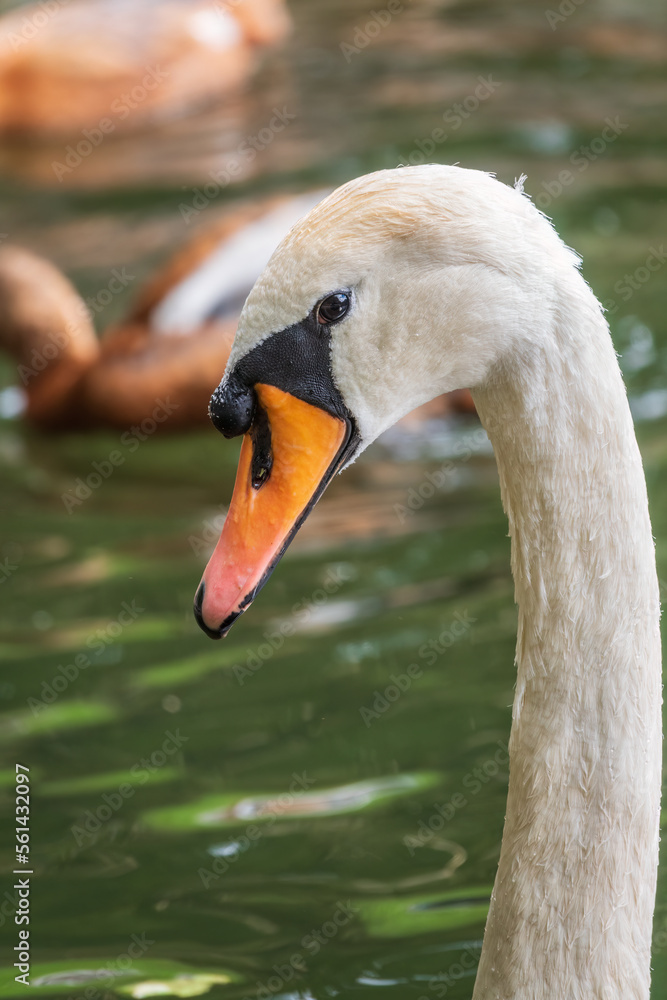 Fototapeta premium Portrait of a graceful white swan with long neck on dark water background.