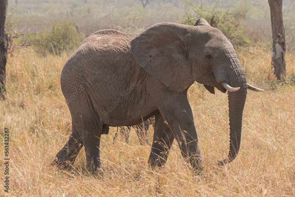 An Elephant (loxodonta africana) in the open plains of Tanzania