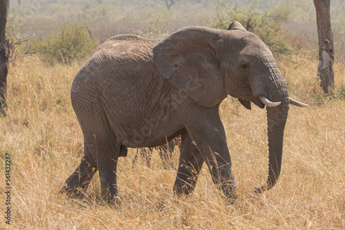 An Elephant  loxodonta africana  in the open plains of Tanzania