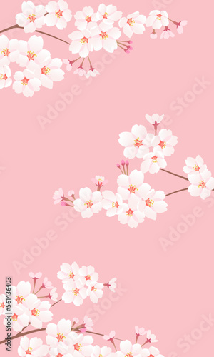 桜の枝 