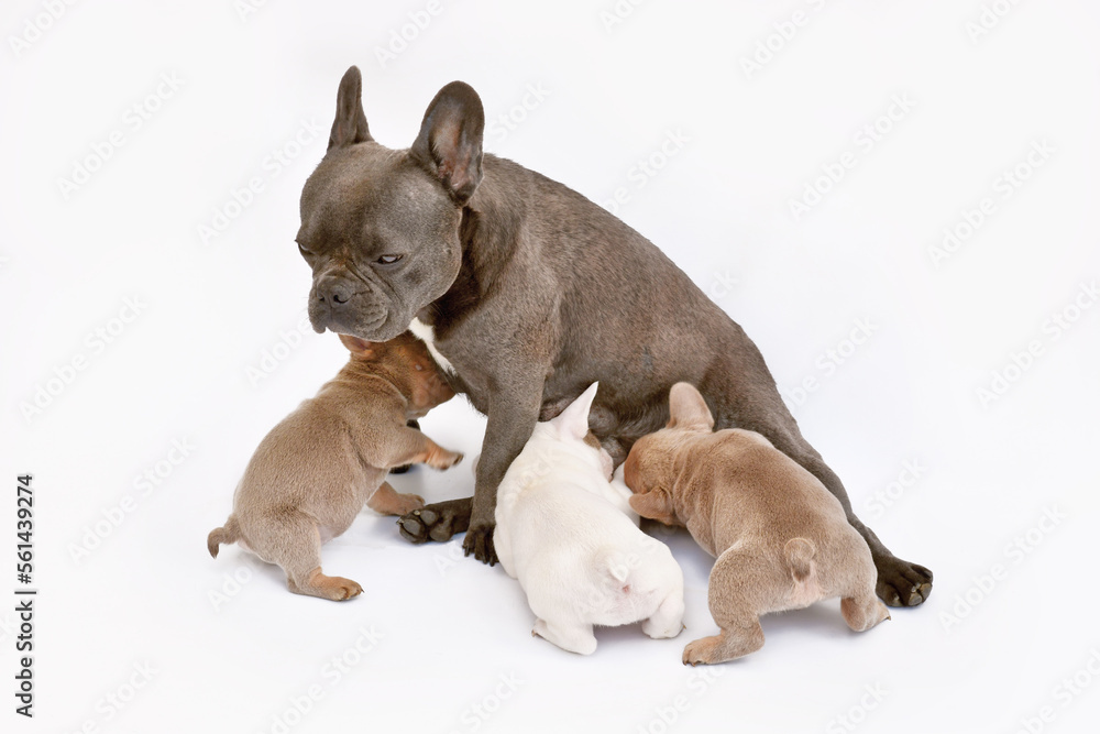 French Bulldog dog nursing her puppies