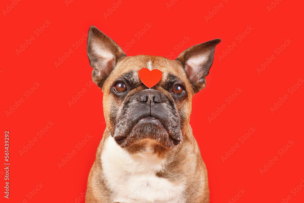 Cute French Bulldog dog with Valentine's Day heart on forehead on red background
