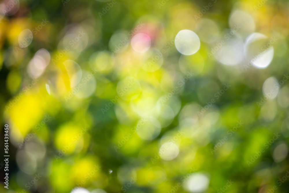 Bokeh abstract. Out of focus green nature background.