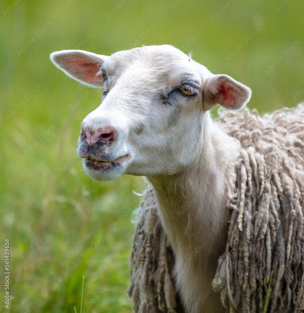 Obraz premium Sheep grazes in green grass.