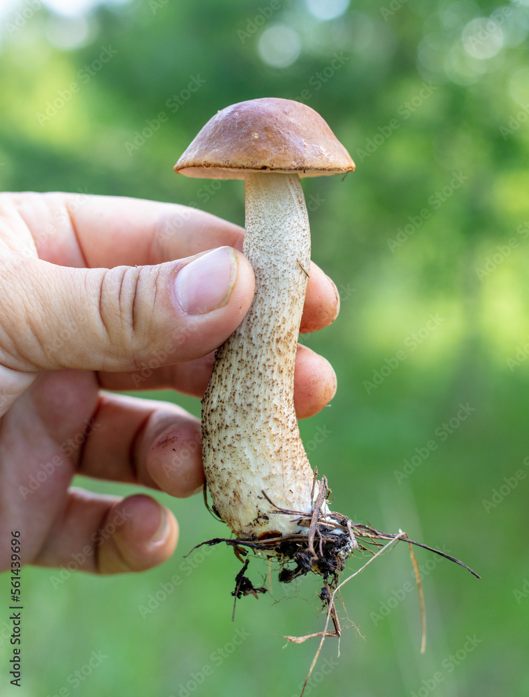 Edible boletus mushroom in hand in the forest.
