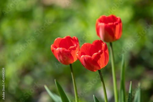 Bright tulip flowers  spring nature.