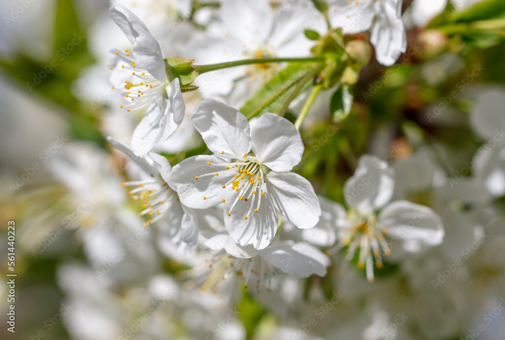 Fototapeta premium Flowers on a cherry tree in spring.