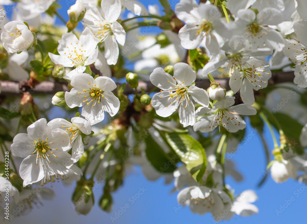 Flowers on a cherry tree against the blue sky in spring. Flowers on a cherry tree against the blue sky in spring.
