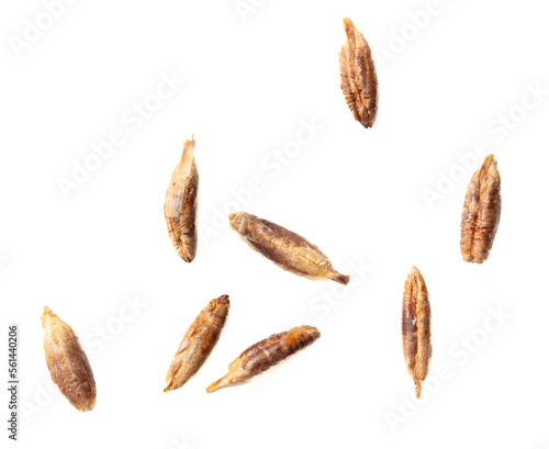 Date pits isolated on white background.