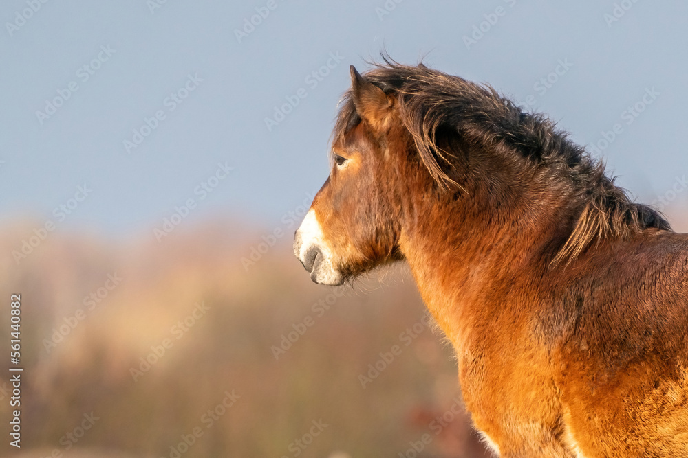 Head of a wild brown Exmoor pony, against a blue sky in the nature reserve in Fochteloo, Fall colors in winter. The Netherlands. Selective focus