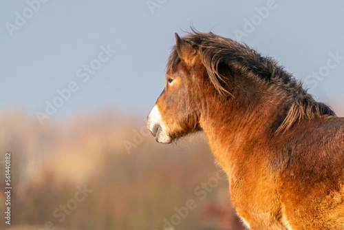 Obraz na płótnie Head of a wild brown Exmoor pony, against a blue sky in the nature reserve in Fochteloo, Fall colors in winter. The Netherlands. Selective focus w salonie