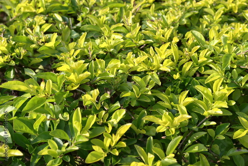 Formal Garden. A row of spherically trimmed lush juniper shrub hedges growing on lawn in the front of a row of fir trees 