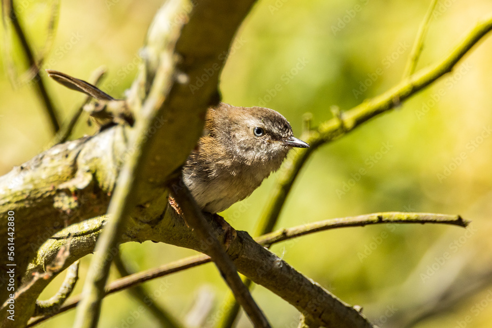 White-browed Scrubwren in Victoria, Australia White-browed Scrubwren in Victoria, Australia