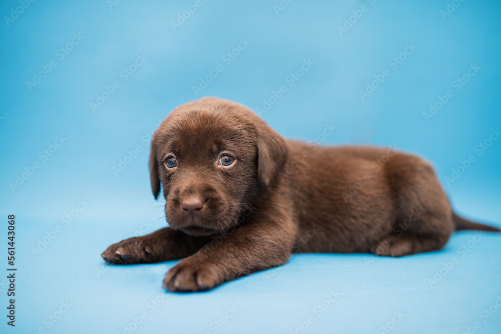 little chocolate labrador puppy on a blue background, dog on a blue background