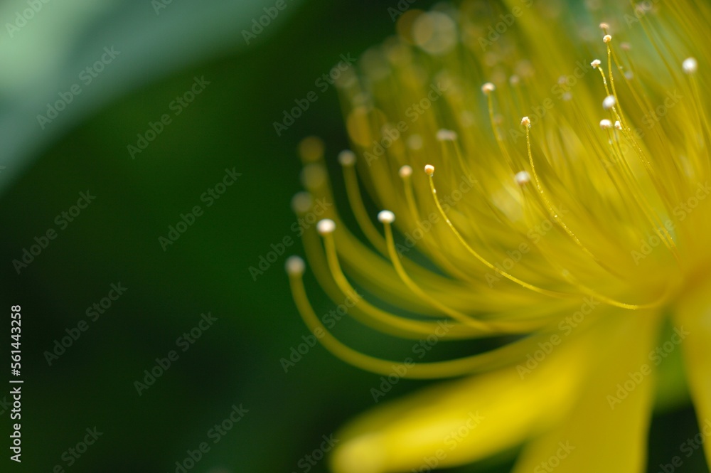 Fototapeta premium 黄色いビヨウヤナギの花びら