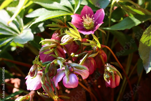 ciemiernik wschodni Helleborus orientalis