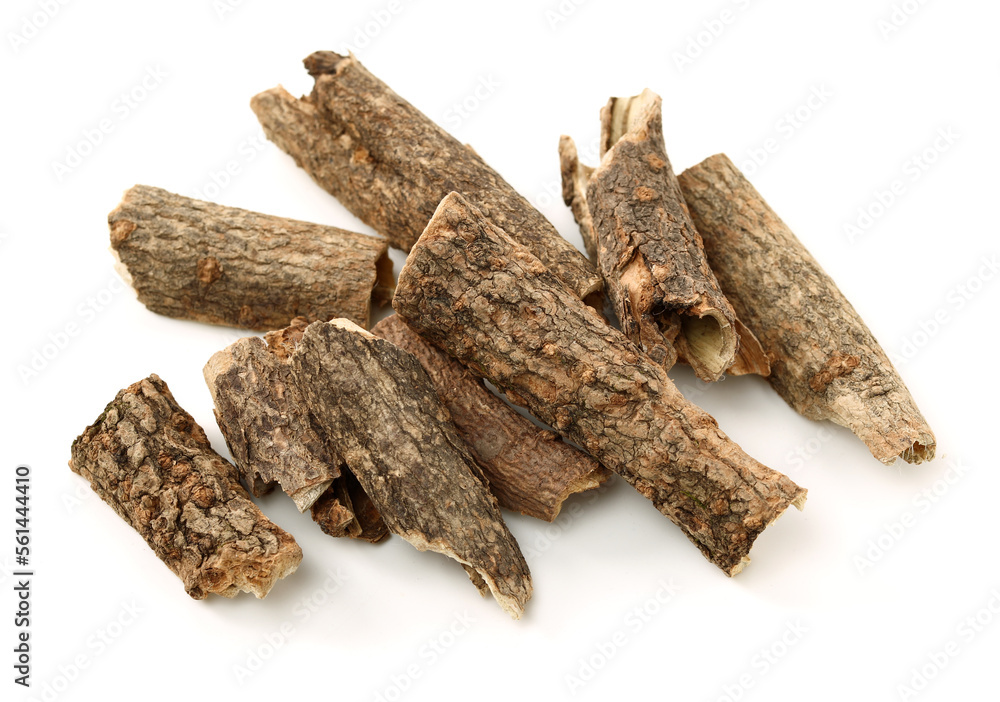 Eleutherococcus gracilistylus, also known as Acanthopanax gracilistylus is deciduous plant with dark blue berries. It is considered a medicinal herb. on a white background Eleutherococcus gracilistylus, also known as Acanthopanax gracilistylus is deciduous plant with dark blue berries. It is considered a medicinal herb. on a white background