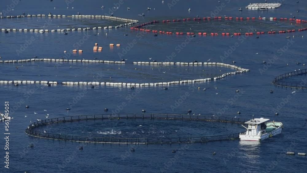 マグロの養殖が盛な大月町の柏島 マグロの養殖が盛な大月町の柏島