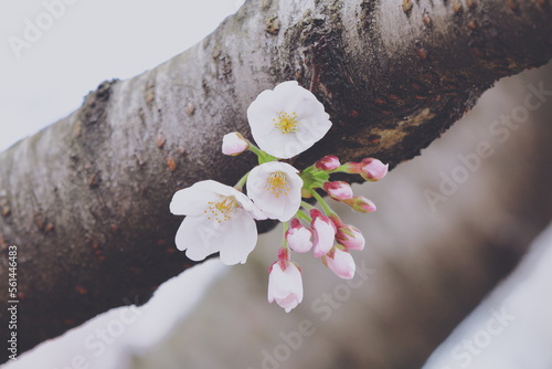 Fotografia 桜の幹と開花