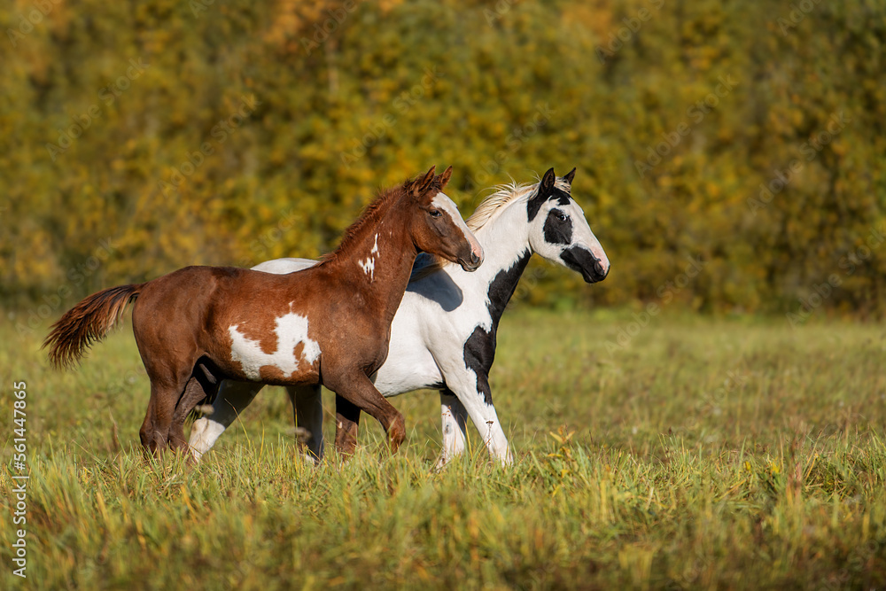 Two horses running in the field in autumn Two horses running in the field in autumn