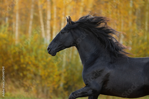 Beautiful black andalusian breed horse running in autumn. Black PRE stallion.