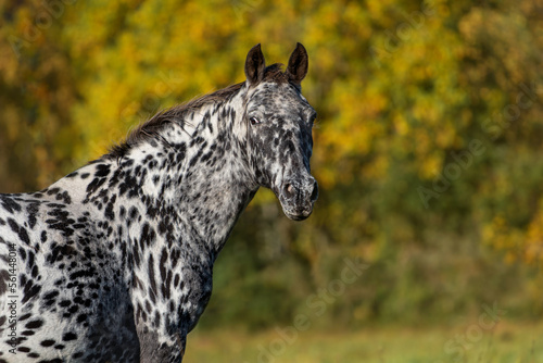 Portrait of Knabstrupper breed horse in autumn