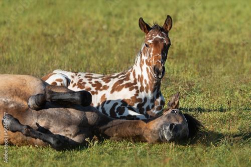 Two horses lying in the pasture