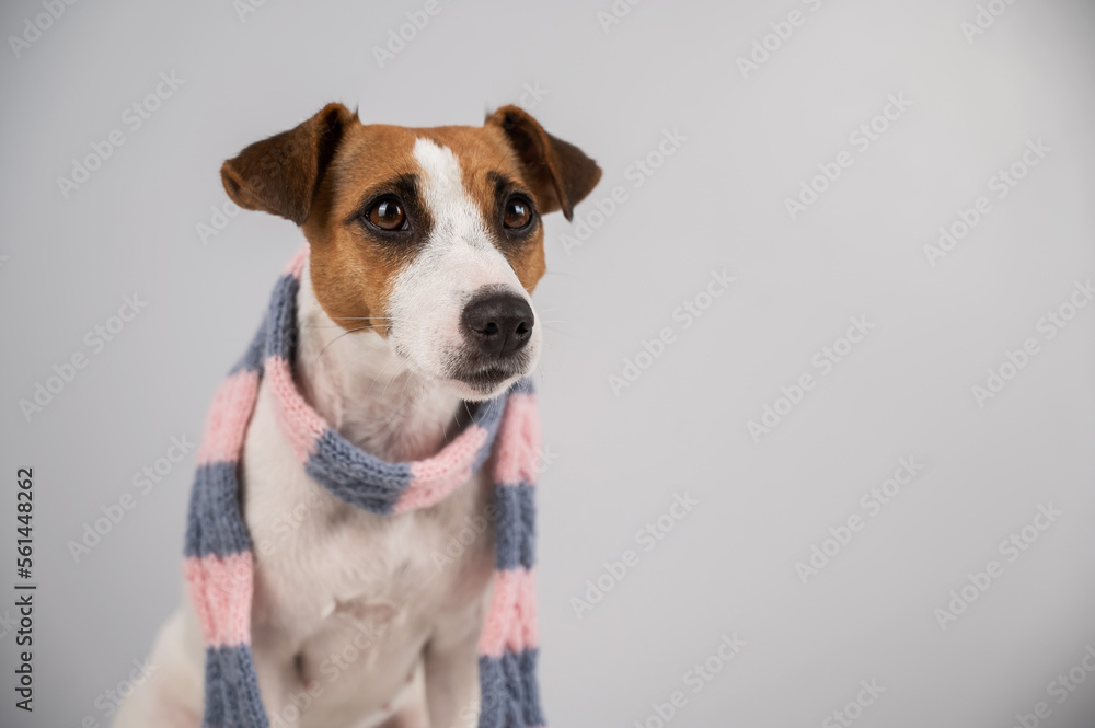 Dog Jack Russell Terrier wearing a knit scarf on a white background. Dog Jack Russell Terrier wearing a knit scarf on a white background.