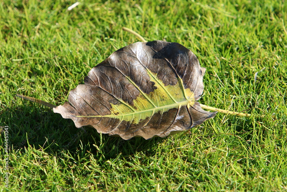 Obraz premium Fallen leaves and flowers in a city park in Israel.