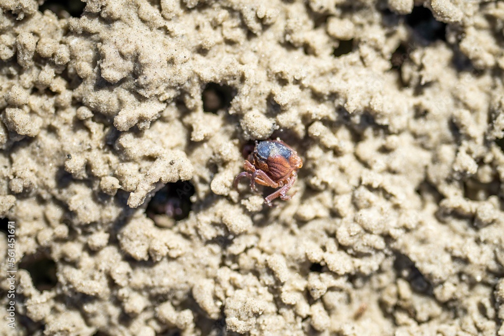 Tasmanian burrowing Southern Soldier crab on a beach close up in australia Tasmanian burrowing Southern Soldier crab on a beach close up in australia