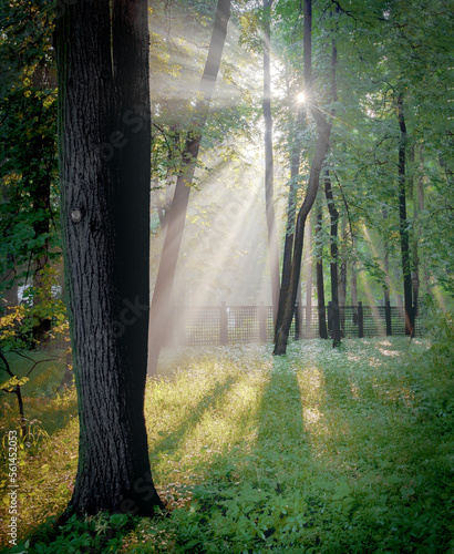 The rays of the bright sun through the haze in the summer park