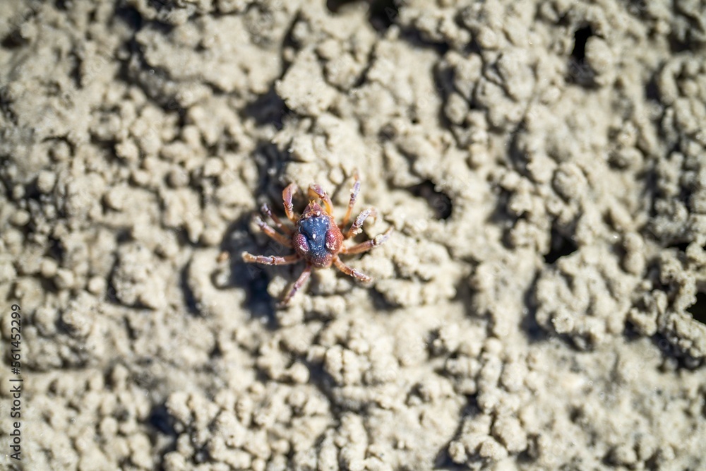 Tasmanian burrowing Southern Soldier crab on a beach close up in australia Tasmanian burrowing Southern Soldier crab on a beach close up in australia