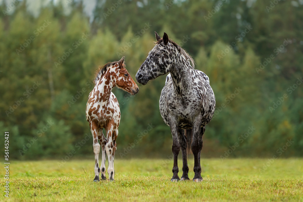 Knabstrupper breed mare with a foal in summer