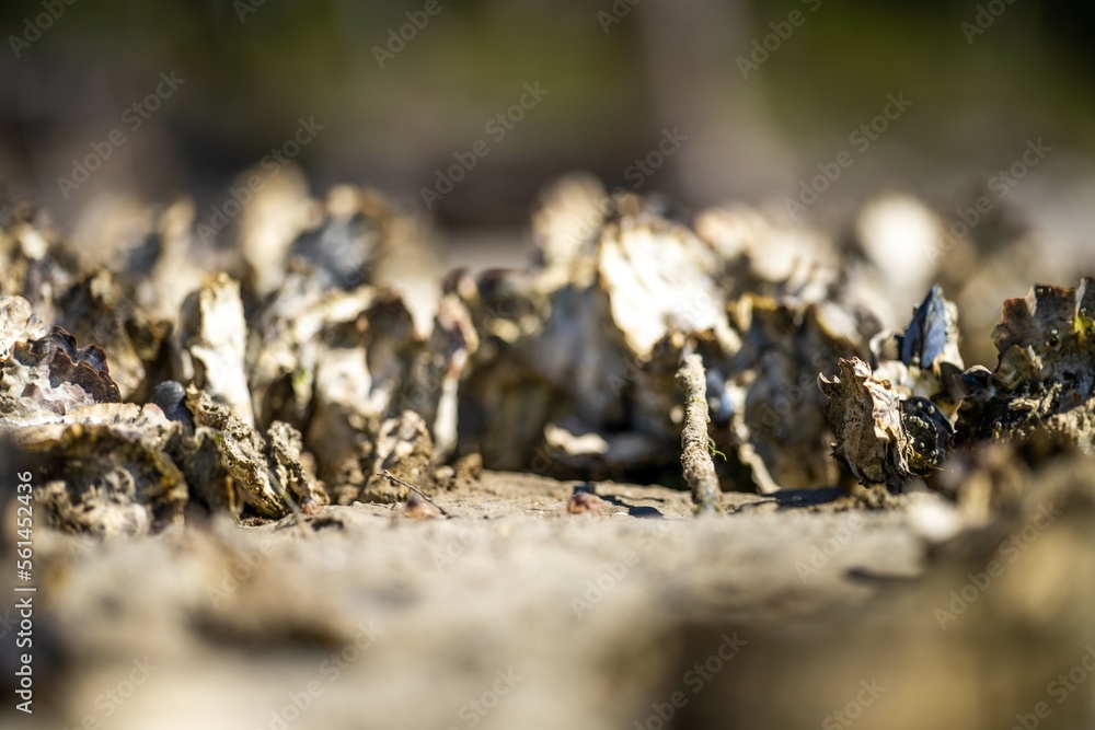 oysters on the beach. growing oyster on a sand beach in tasmania australia